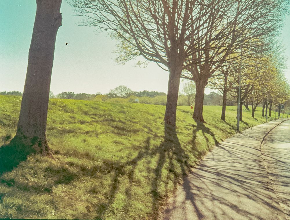 tree lined path