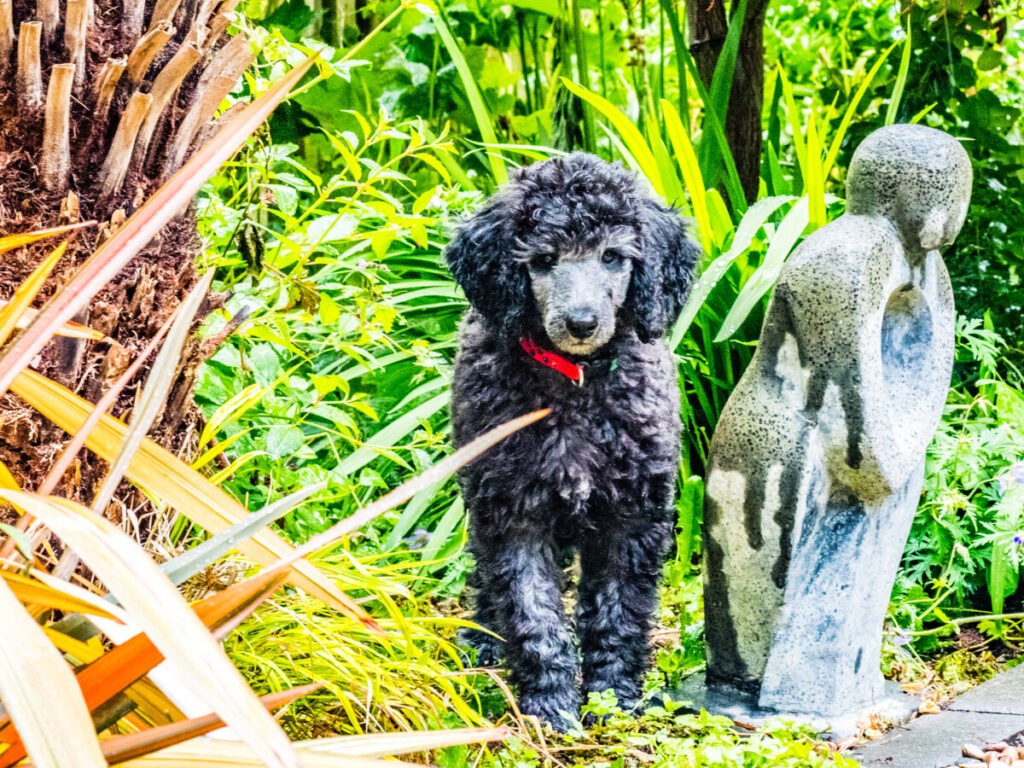 Three Tricks to get Great Dog Photographs & 8 More Tips