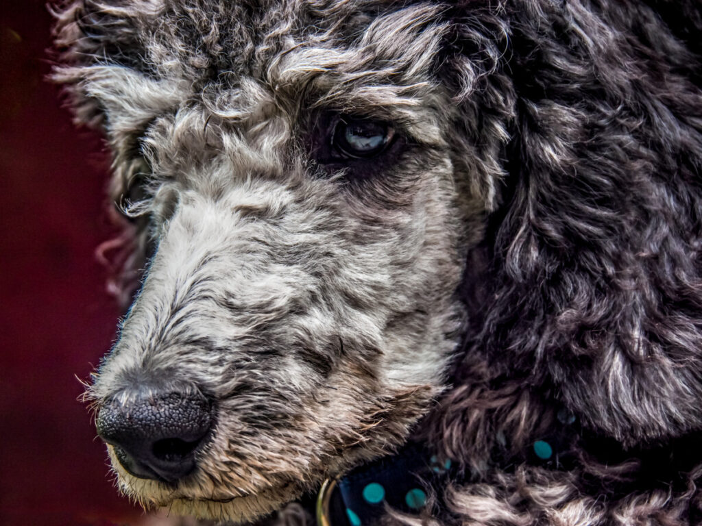Closeup of Lottie poodle