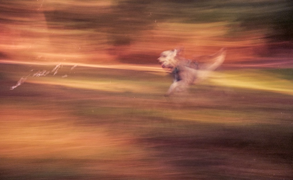 Three Tricks to get Great Dog Photographs & 8 More Tips