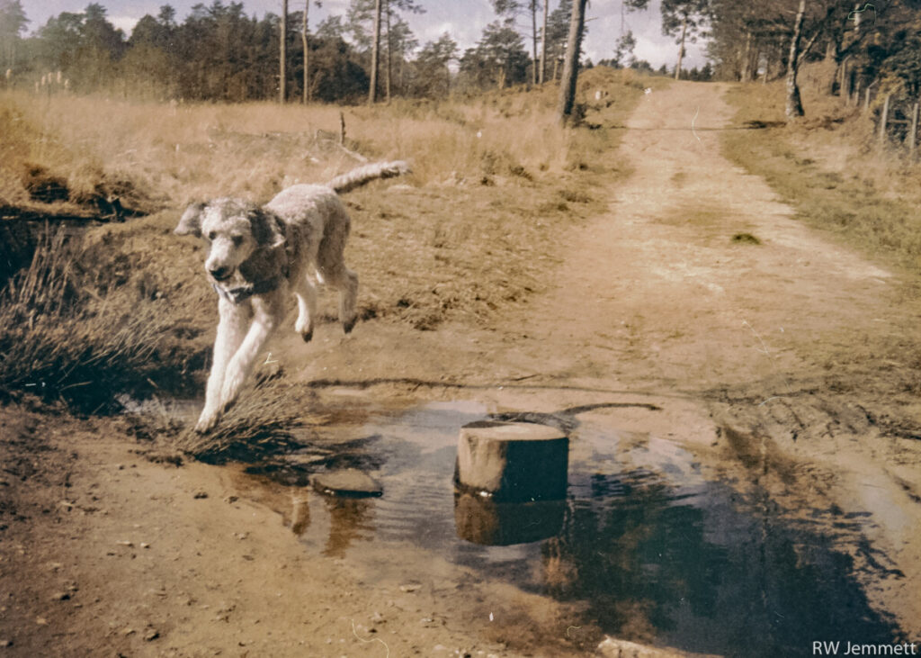 Three Tricks to get Great Dog Photographs & 8 More Tips