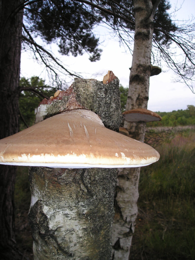 Photowalk-1010103.jpg