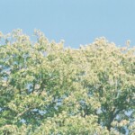 Fujifilm Zoom Date 145, 35mm Film Compact Camera - Results and Feelings about this Film Camera