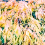 Fujifilm Zoom Date 145, 35mm Film Compact Camera - Results and Feelings about this Film Camera
